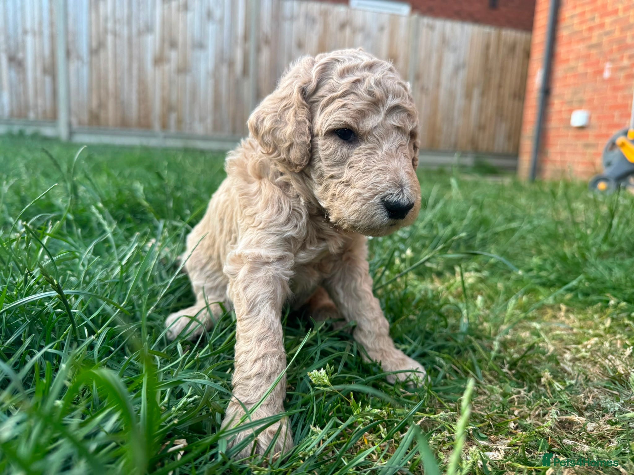 Goldendoodle dogs for sale: Stunning Goldendoodle Puppies in Herne Bay - Advert 31