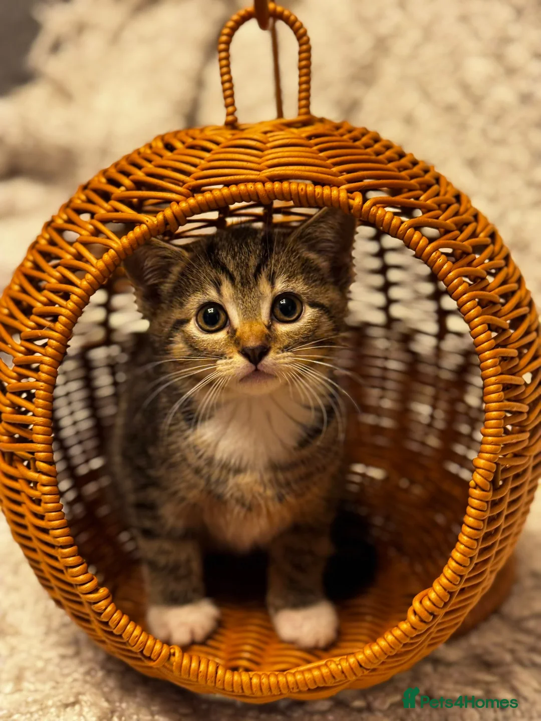 Scottish Fold cats for sale: ✨️5x Scottish Fold/Straight kittens READY TO GO ✨️ - Advert 16