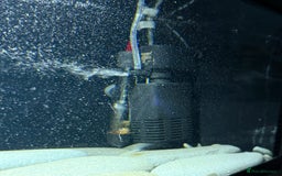 Turtle reptiles for sale: Common Musk Turtle + Full Tank Setup — £90 ONO - Image 6