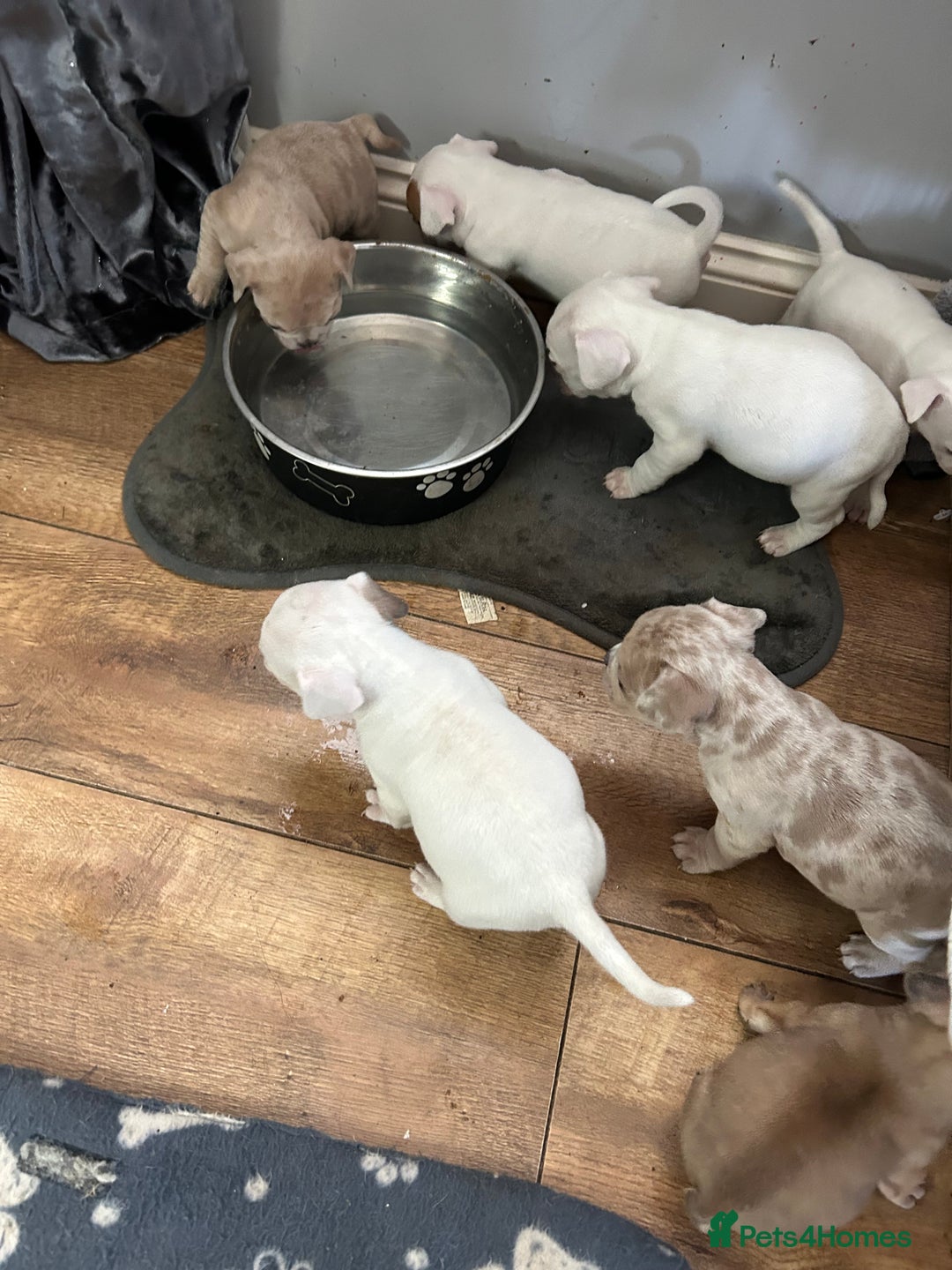 Mixed Breed dogs for sale: French bulldog x American bulldog Ready Now  - Advert 27