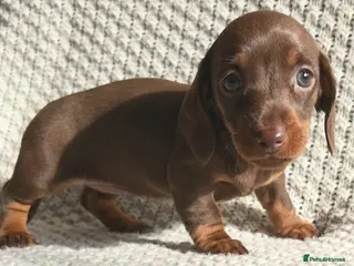 Miniature Dachshund dogs 💙Ready now💙 tiny miniature boy PRA clear - Advert 5