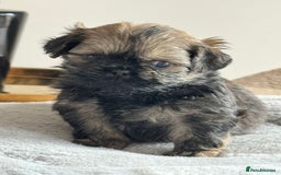 Shih Tzu dogs for sale: Shihtzu pups  - Image 17