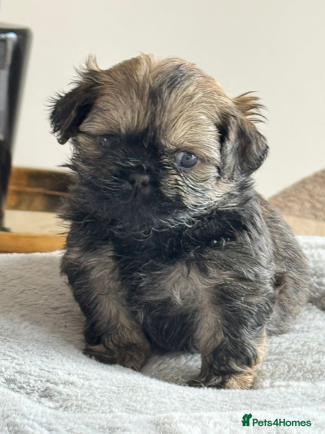 Shih Tzu dogs for sale: Shihtzu pups  - Image 17