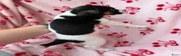 Jack Russell dogs for sale: 2 jack Russell puppies - Advert 4