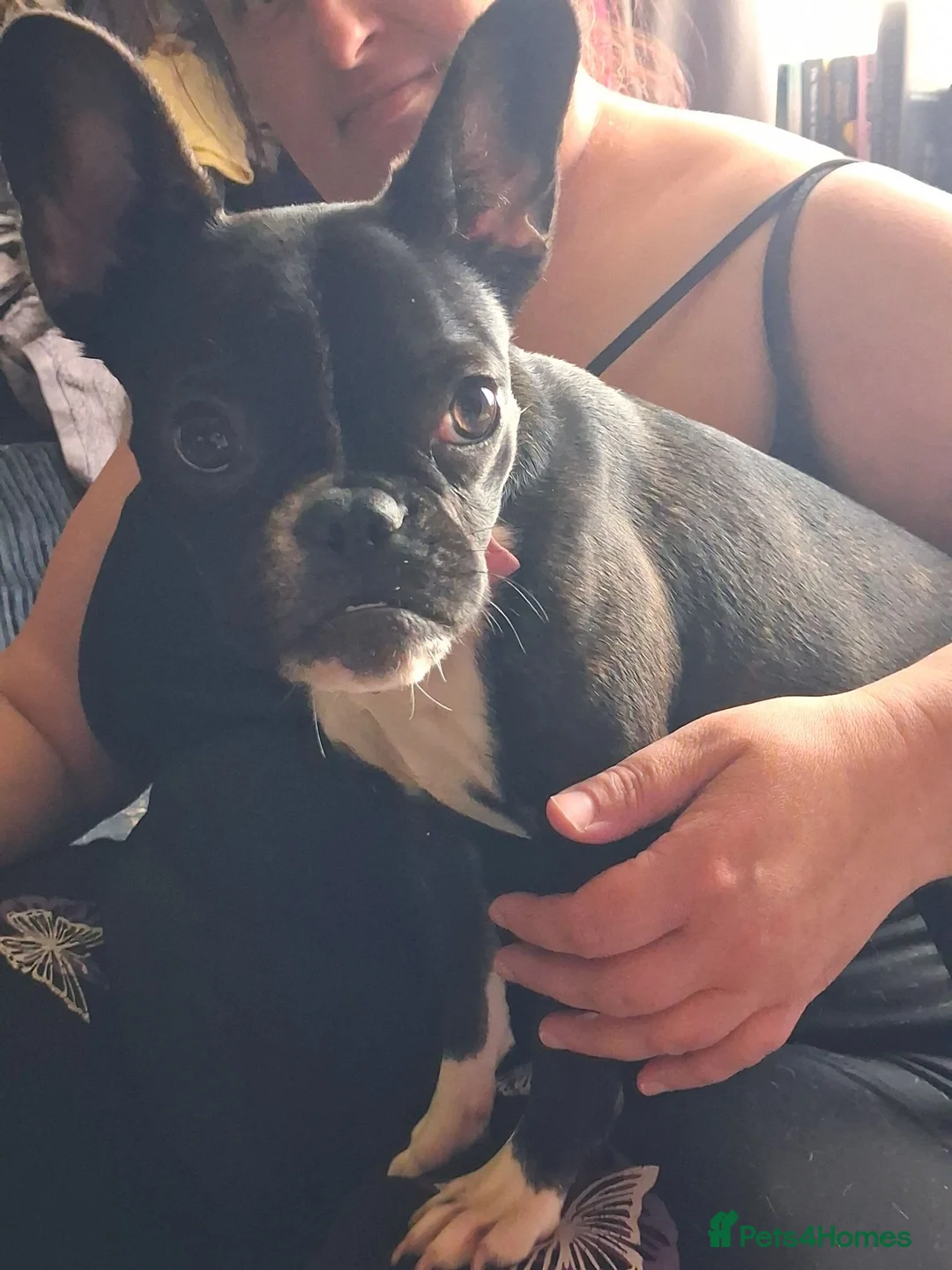 French Bulldog dogs for sale: Female french bulldog 10 months old - Advert 2