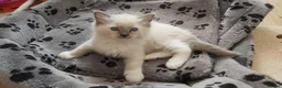 Ragdoll cats for sale: RAGDOLL BOY BLUE POINT BLUE EYES  - Advert 11