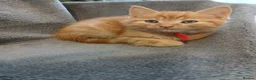 Mixed Breed cats for sale: Ginger male kitten - Advert 4