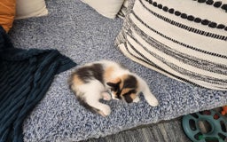 Mixed Breed cats for sale: Beautiful kittens - Image 7