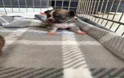 Chihuahua dogs for sale: Last tiny chihuahua boy - Image 1