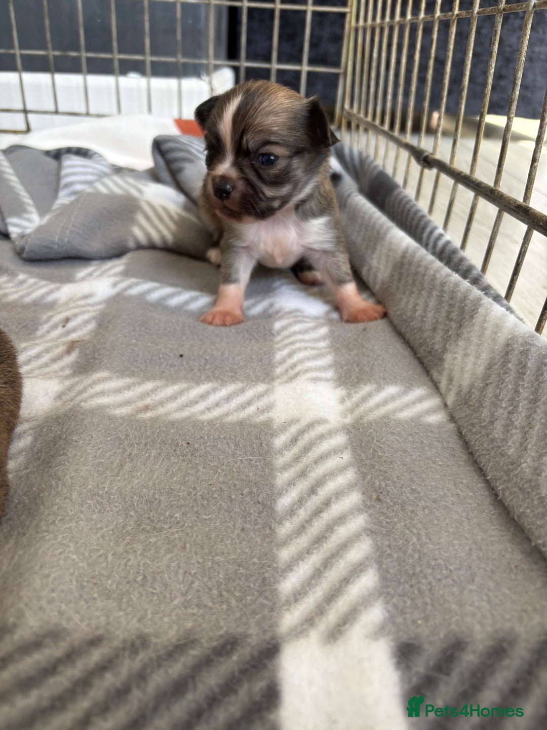 Chihuahua dogs for sale: Last tiny chihuahua boy - Image 1
