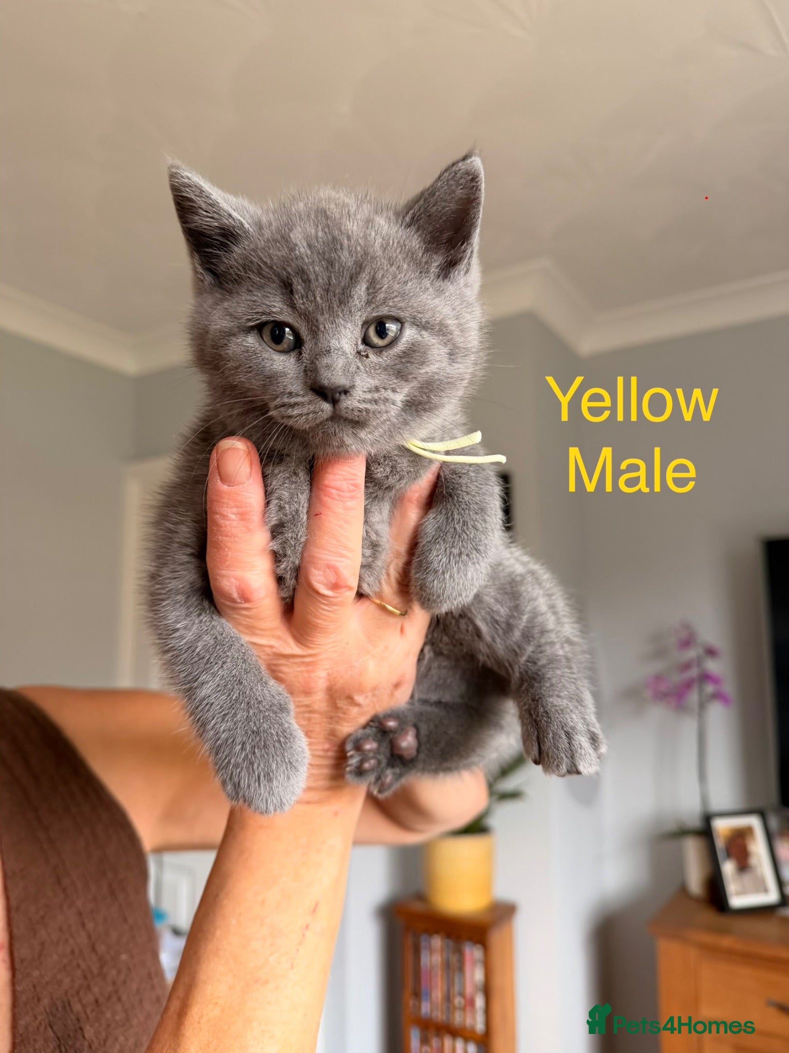 British Shorthair cats British blue shorthair kittens  - Advert 2