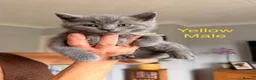British Shorthair cats for sale: British blue shorthair kittens  - Advert 2