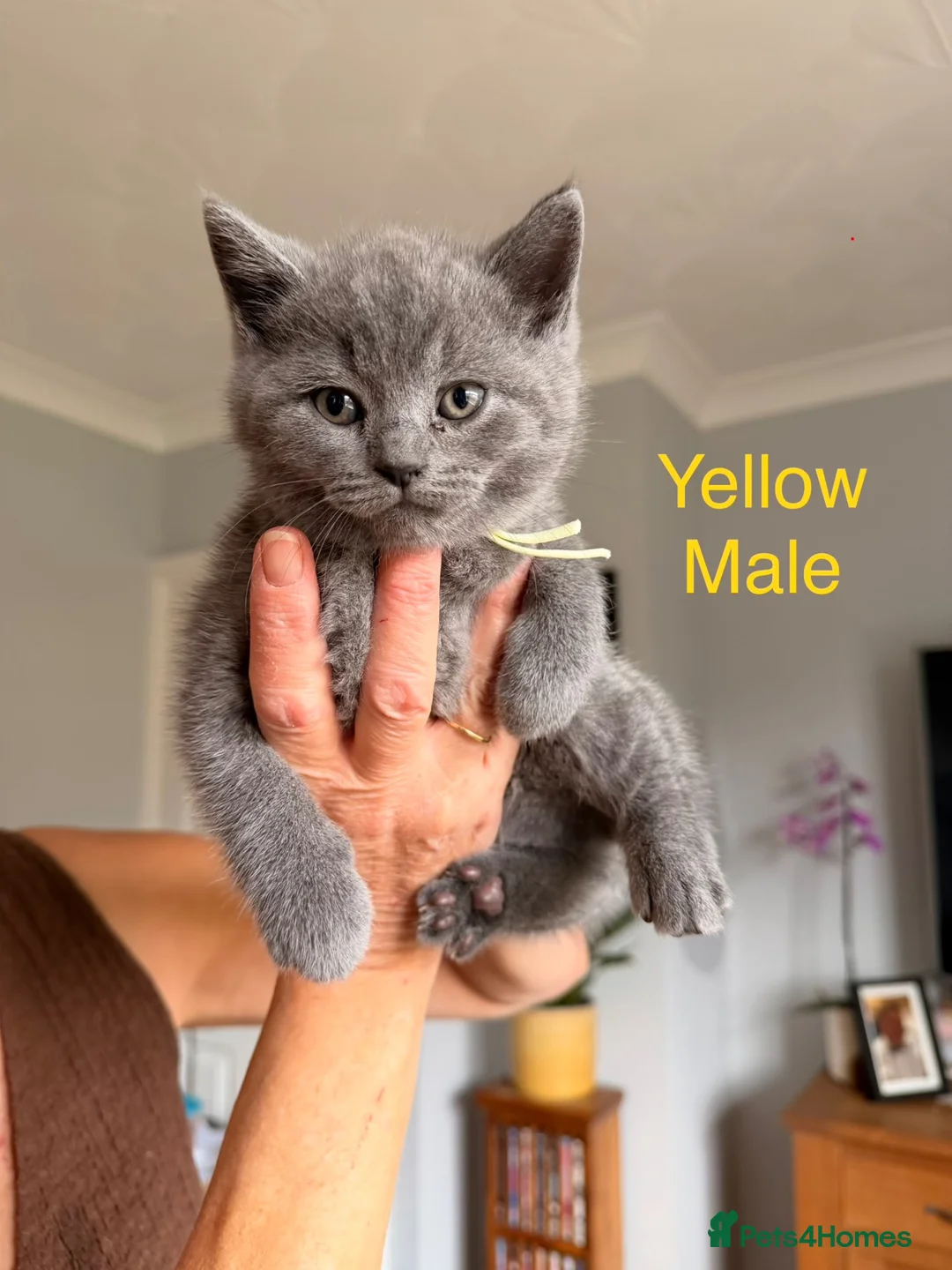 British Shorthair cats for sale: British blue shorthair kittens  - Advert 2