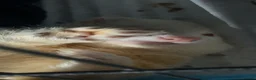 Ferret rodents for sale: 2 male ferrets  - Advert 2