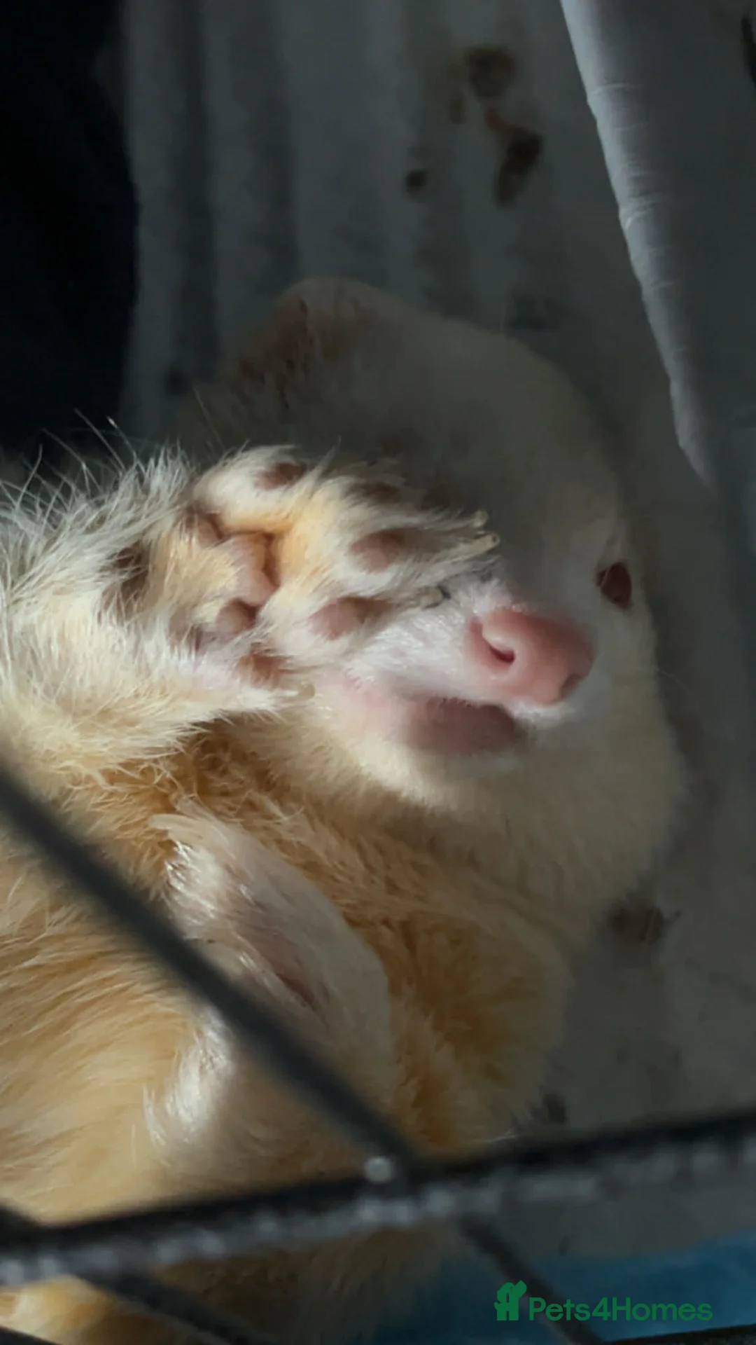 Ferret rodents for sale: 2 male ferrets  - Advert 2