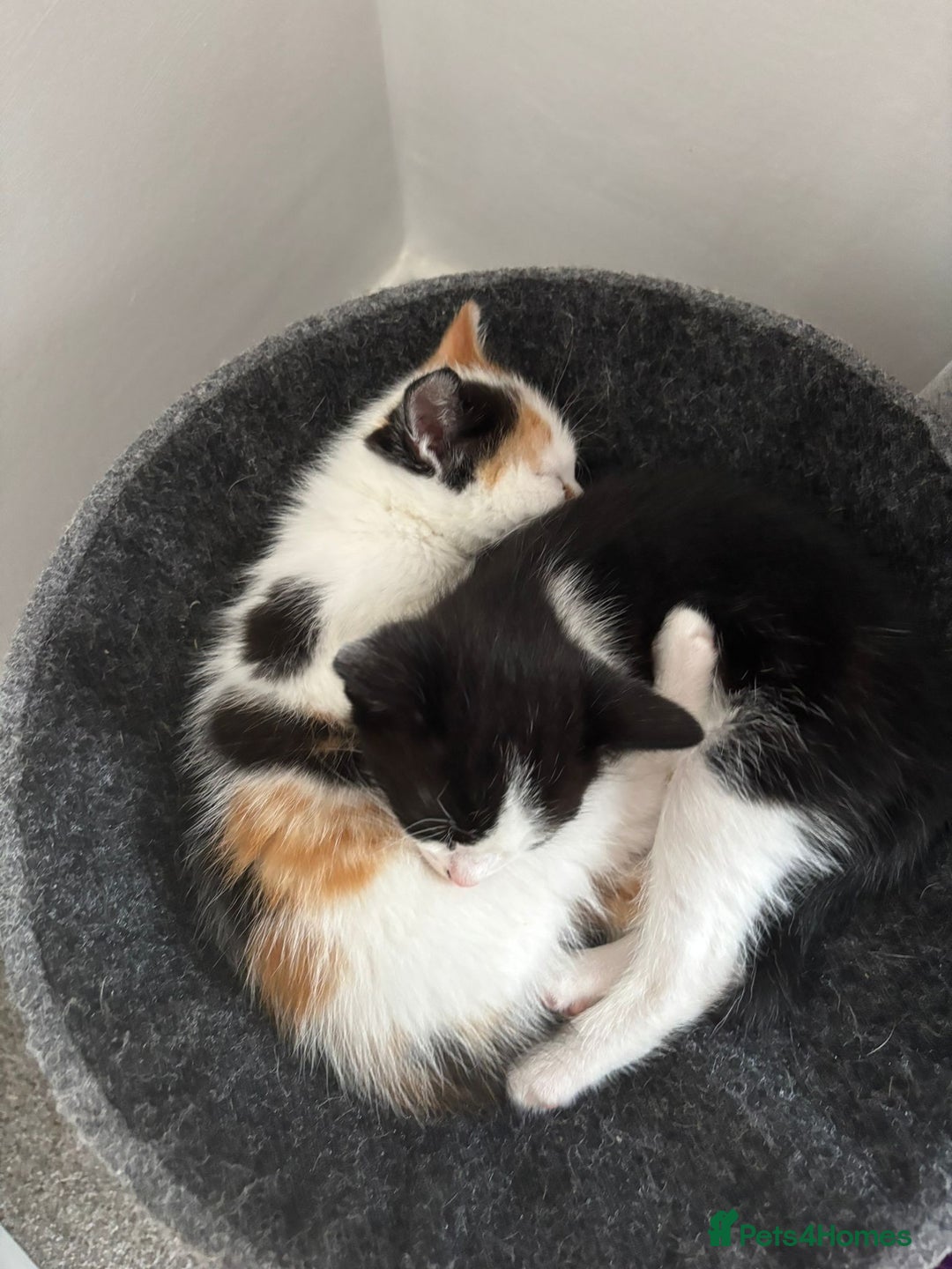 Mixed Breed cats for sale: Beautiful Tortie Female kitten  - Image 10