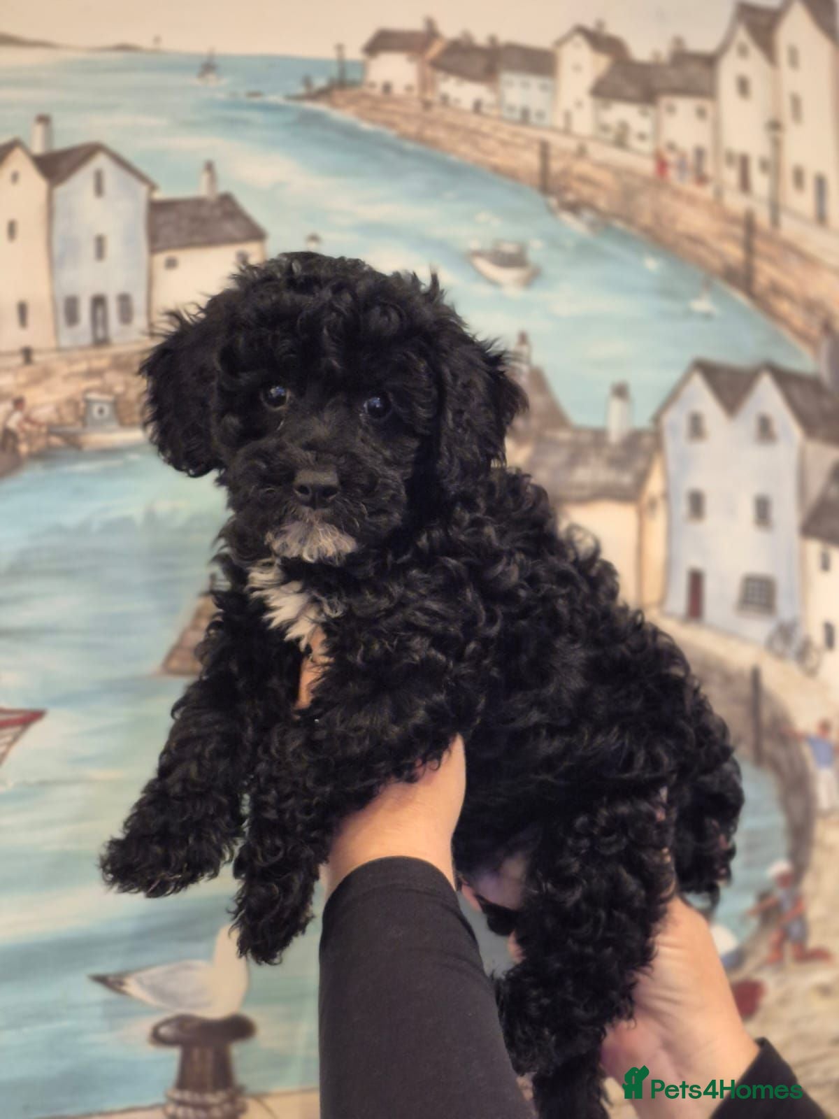Lhasapoo dogs READY TO LEAVE 2 BOYS - Advert 2