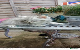 British Shorthair cats for sale: PUre tabby British short hair kittens - Image 18