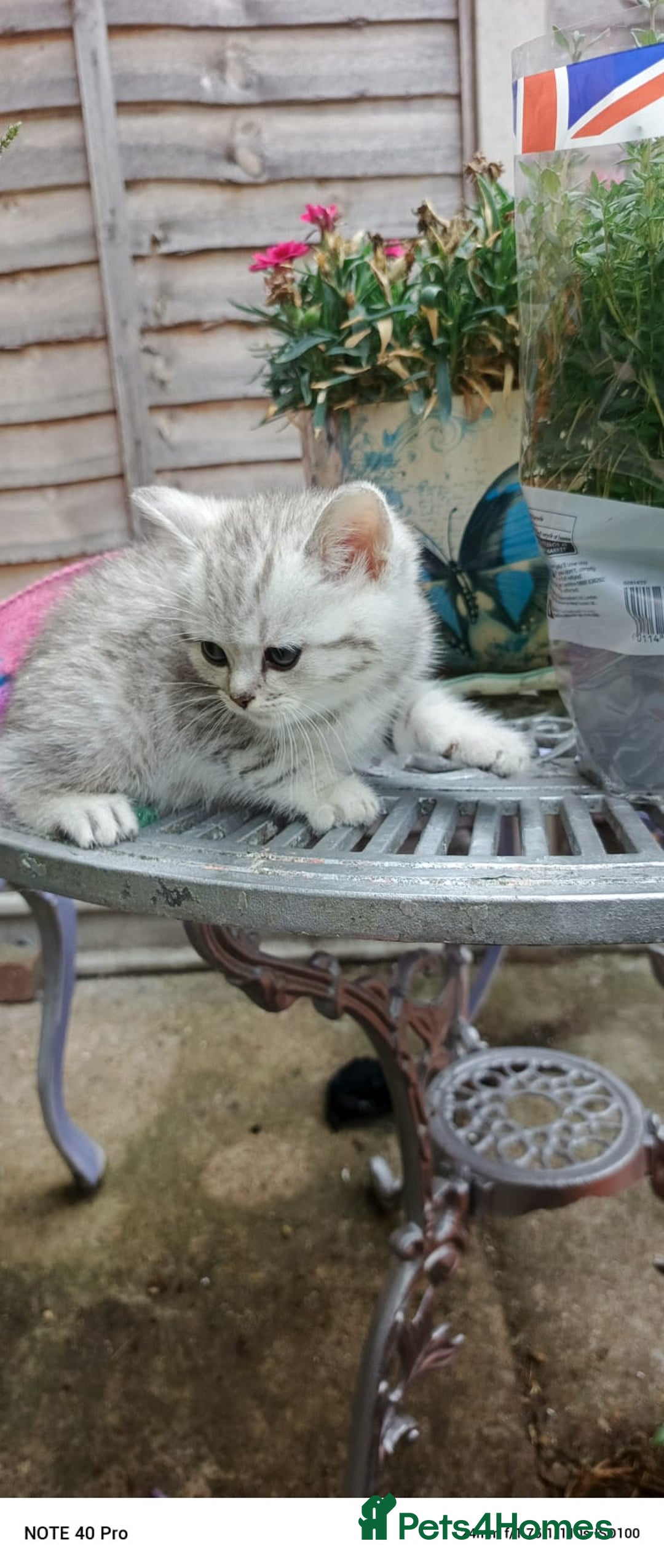 British Shorthair cats for sale: PUre tabby British short hair kittens - Image 18