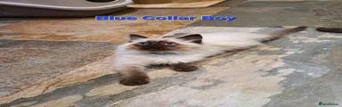 Blue Collar Boy 