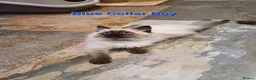 Ragdoll cats for sale: Stunning GCCF Registered Ragdoll Kittens. - Advert 39