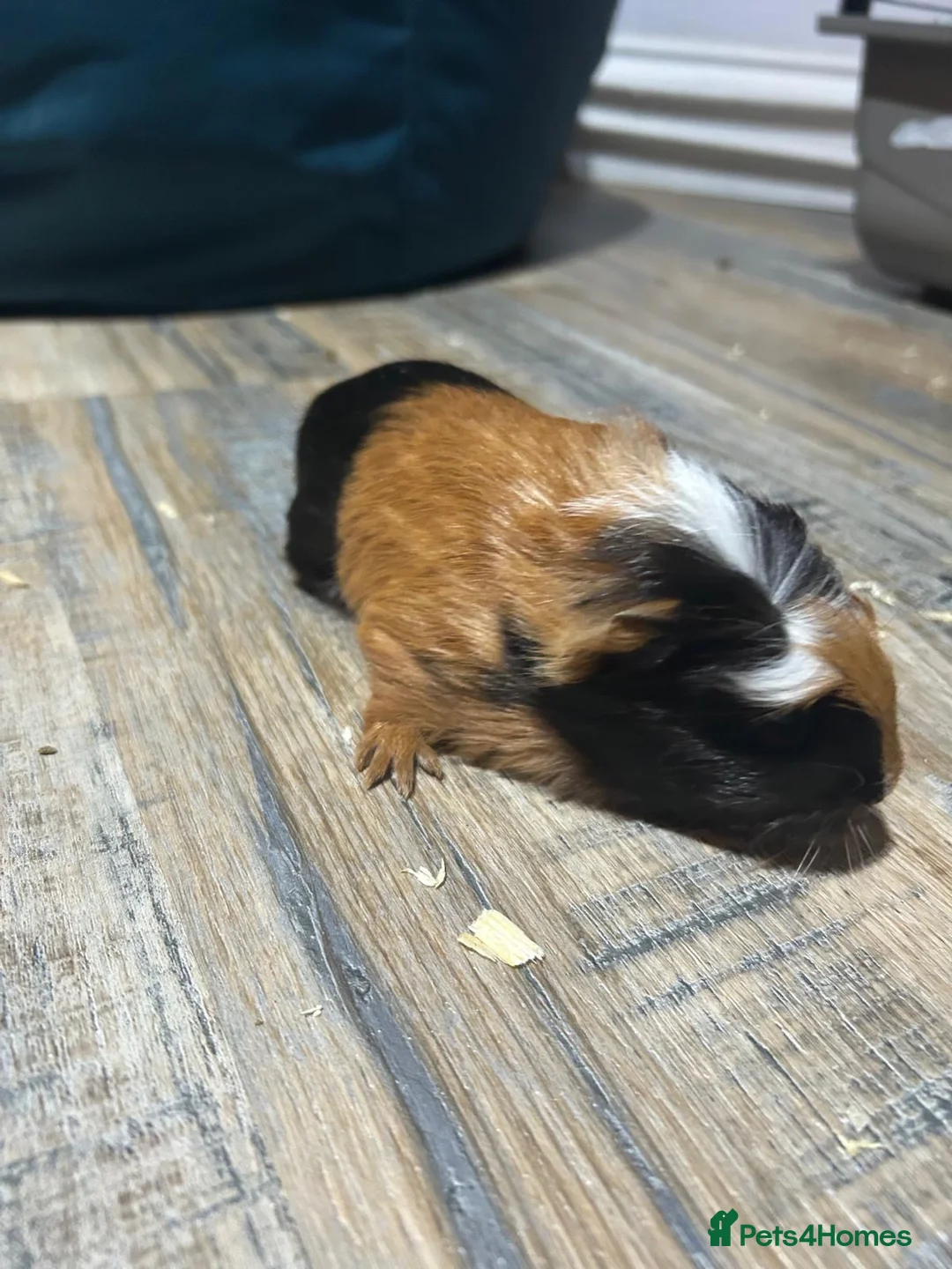 Guinea Pig rodents for sale: ⭐ Cute Female Guinea Pigs – £30 Each or £50 Pair - Advert 1