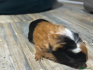 Guinea Pig rodents ⭐ Cute Female Guinea Pigs – £30 Each or £50 Pair - Advert 1