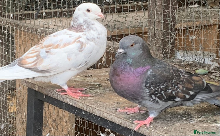 Pigeons birds - Advert 4