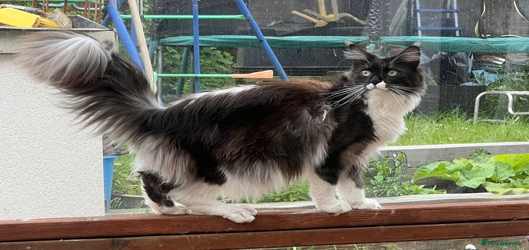 Gallery Image {{count}}