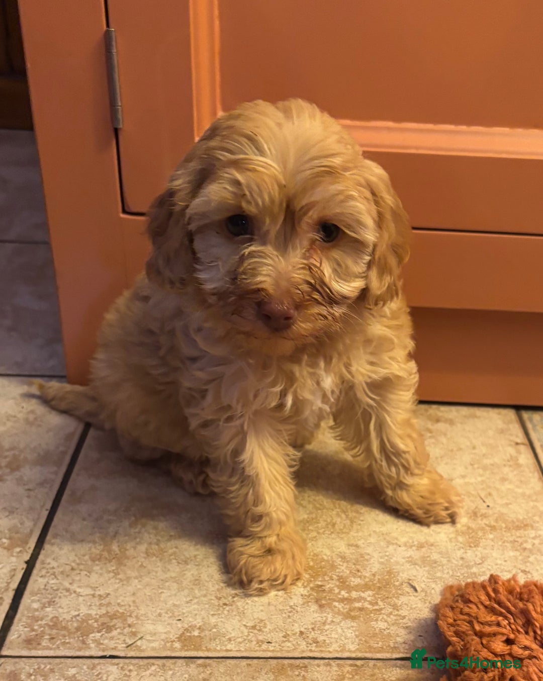 Cockapoo dogs for sale: Cockerpoo beauties - Advert 8