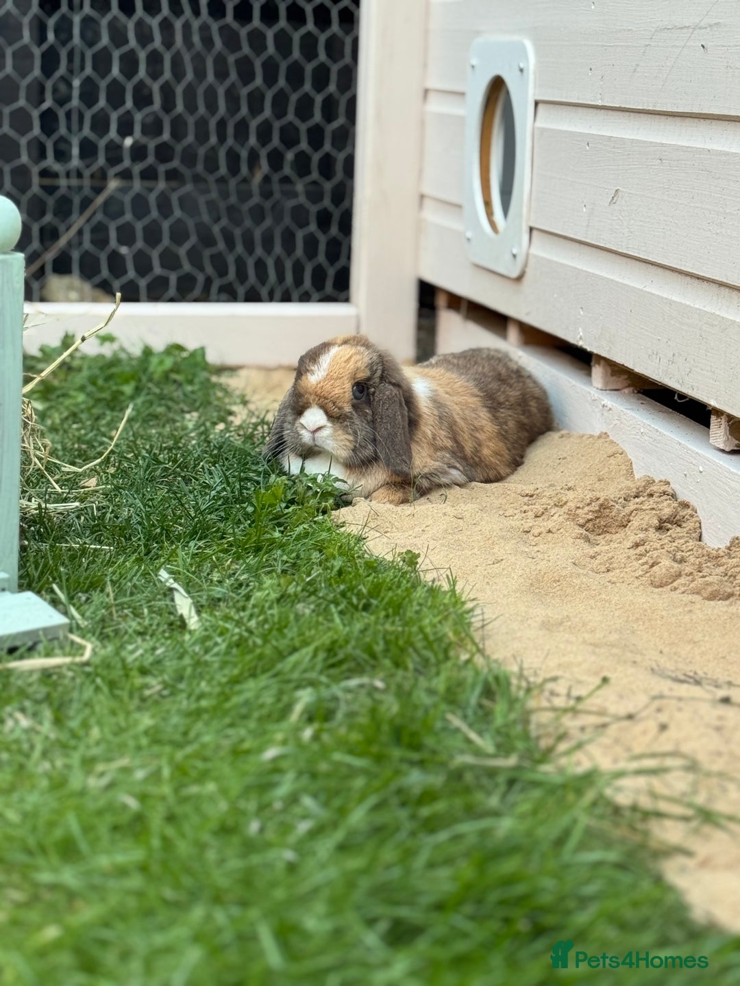 Mini Lop rabbits for sale: Autumn and freddo, bonded mini lops  - Image 6