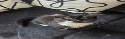 Mixed Breed cats for sale: Female kittens  - Advert 2