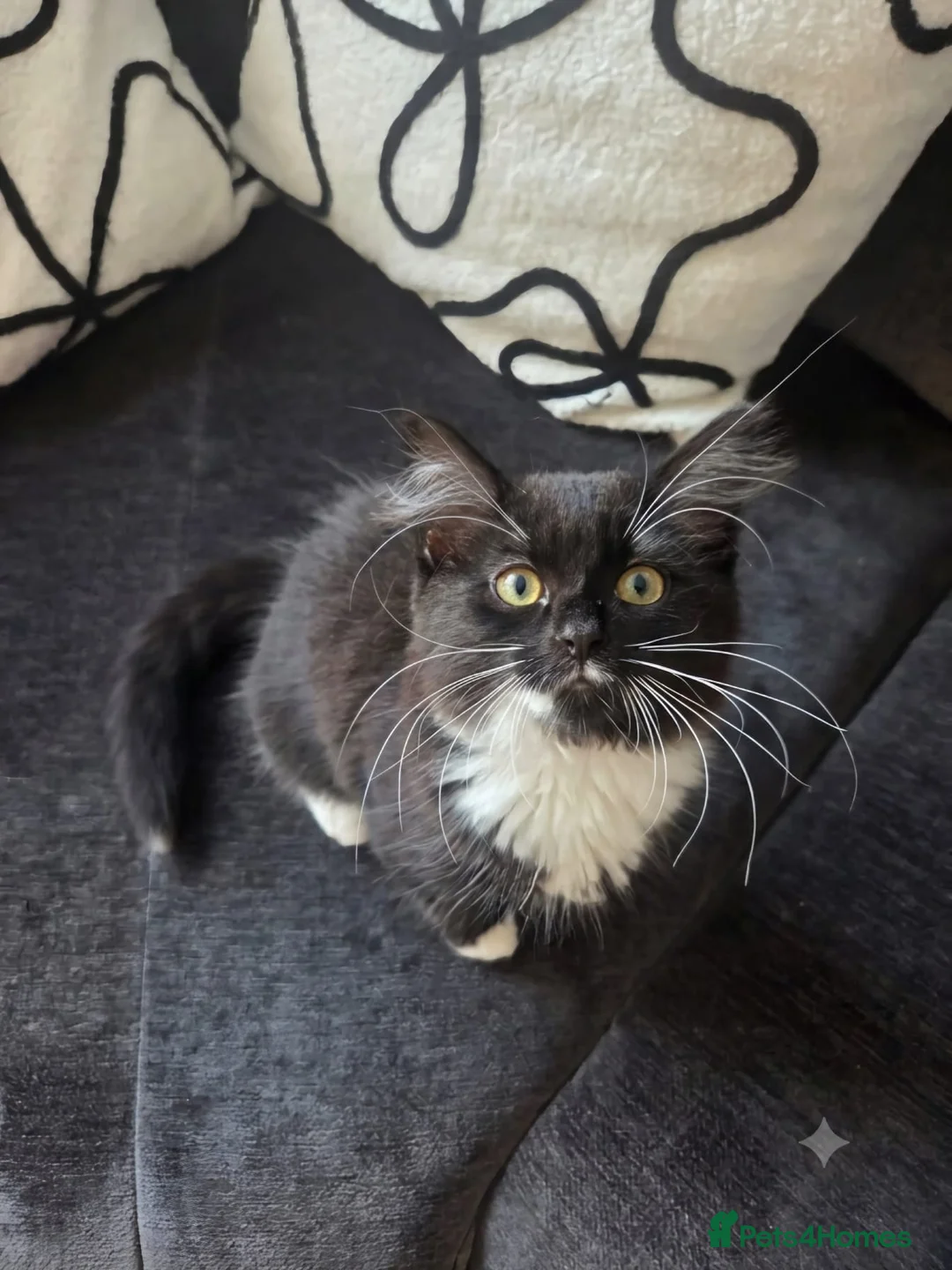 Mixed Breed cats for sale: Female kittens  - Advert 2