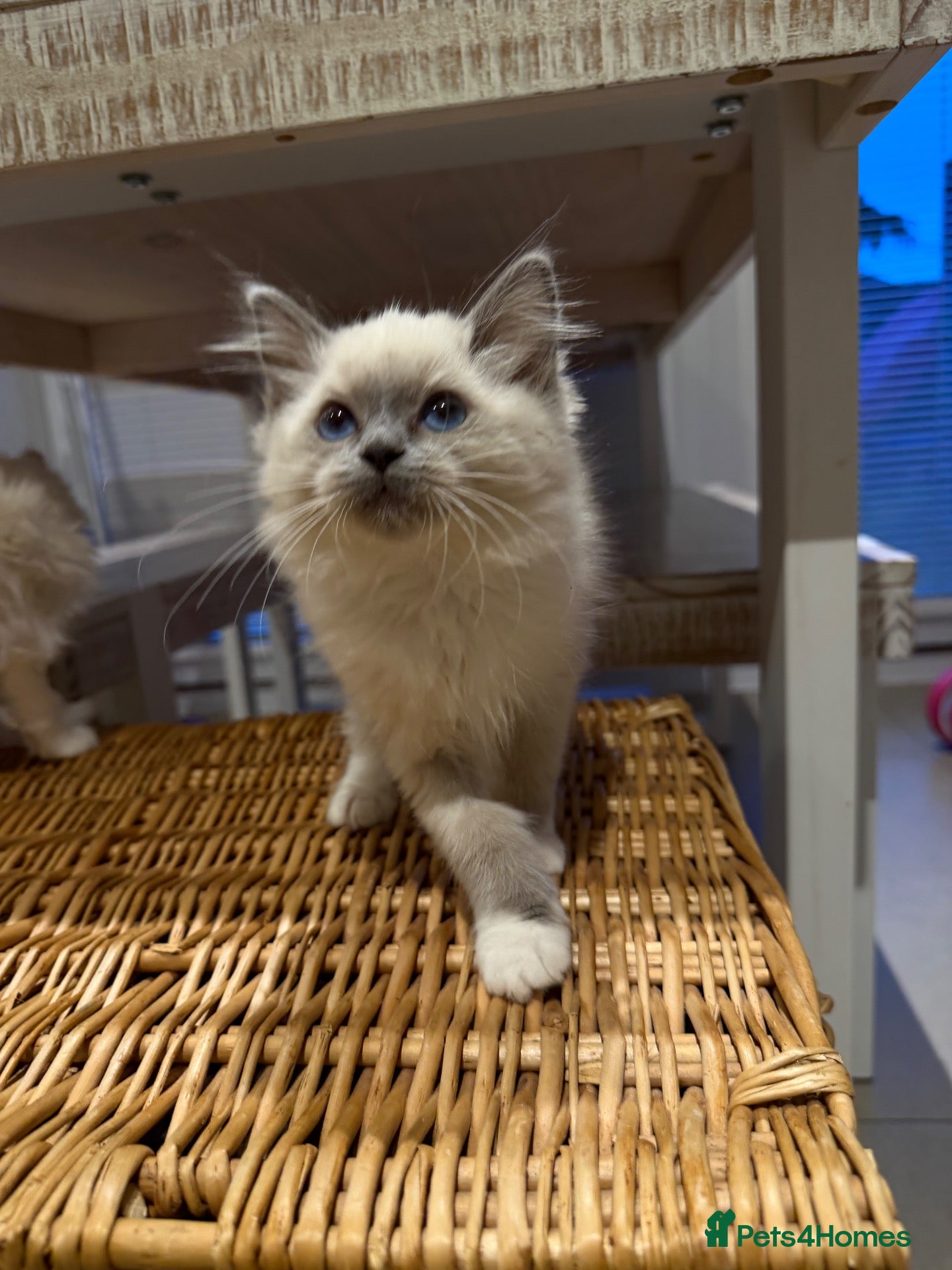Ragdoll cats GCCF Ragdoll kittens - READY TO LEAVE THIS WEEK! - Advert 2