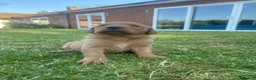 Labrador Retriever dogs for sale: Fox Red Labrador puppies with working lines in Horsham - Advert 7