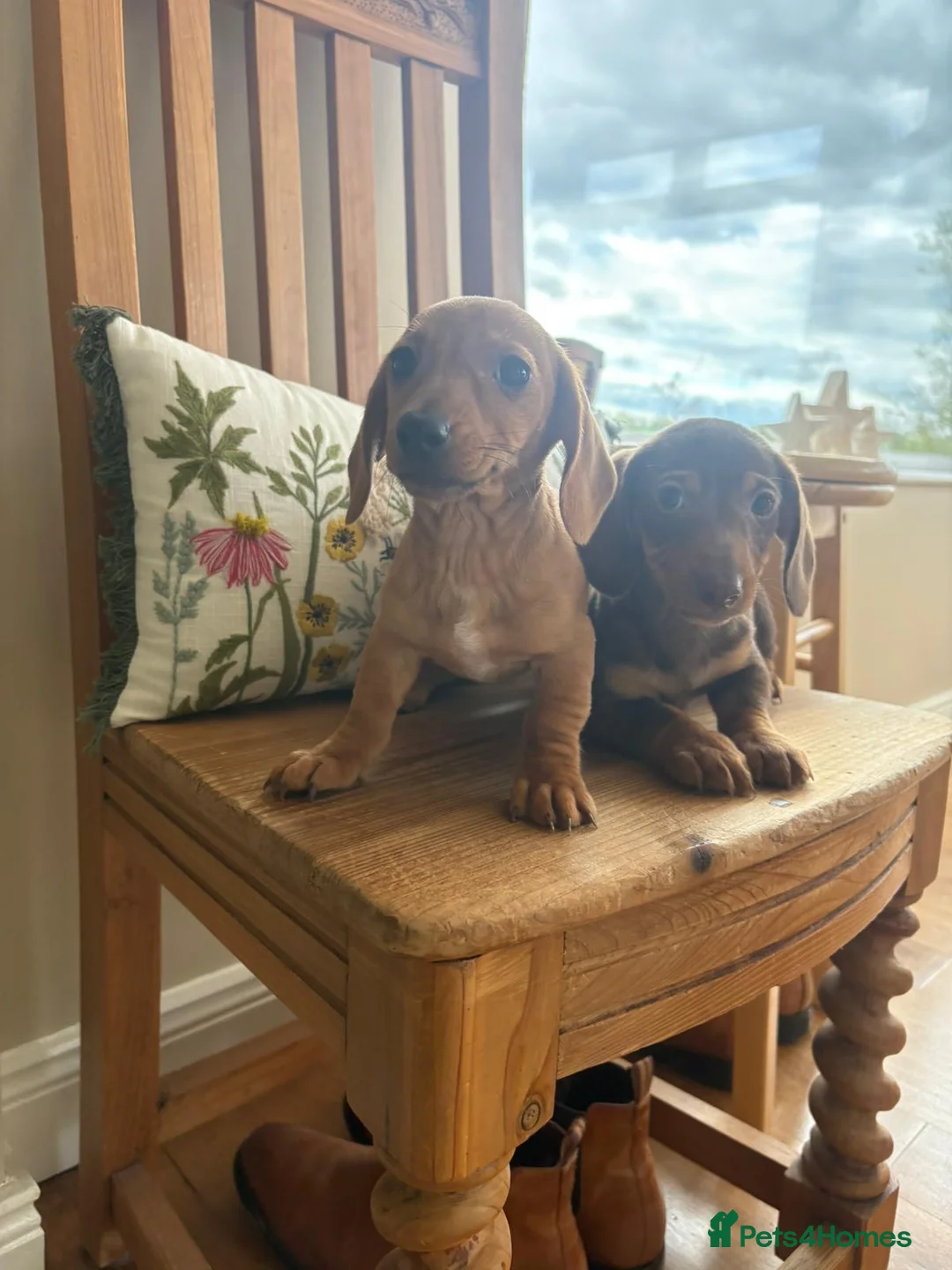 Dachshund dogs for sale: Dachshund  - Advert 2
