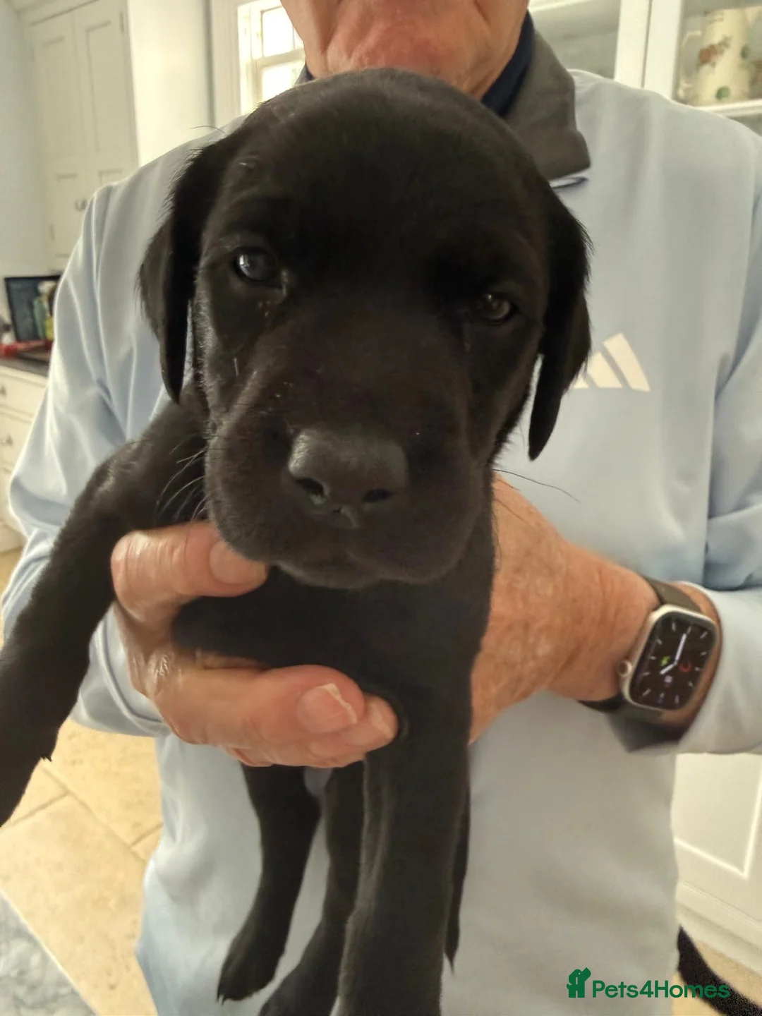 Labrador Retriever dogs for sale: Int. FTCh Champion Pedigree Labrador Puppies - Advert 4