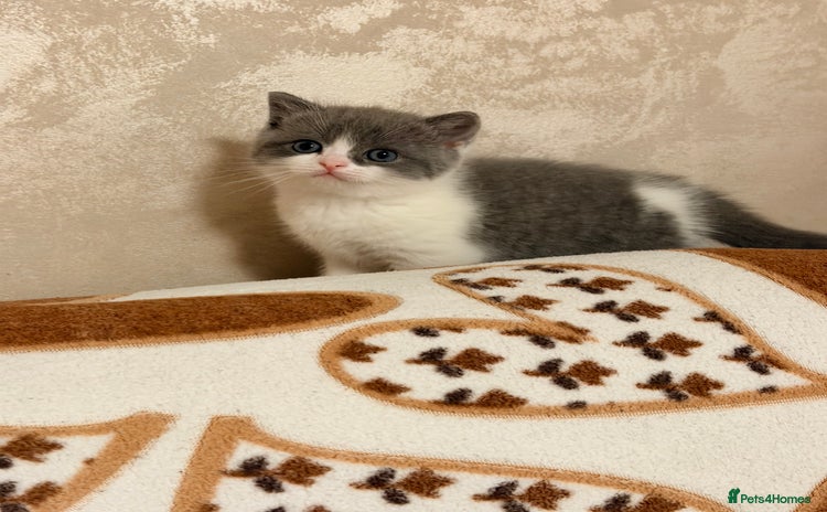 British Shorthair cats British short hair+Ragdoll  - Advert 2