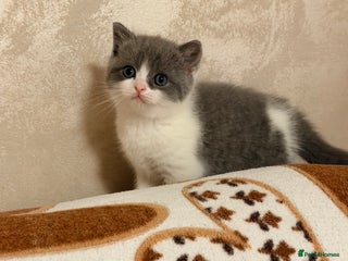 British Shorthair cats British short hair+Ragdoll - Advert 5