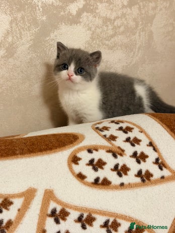 British Shorthair cats British short hair+Ragdoll - Advert 2