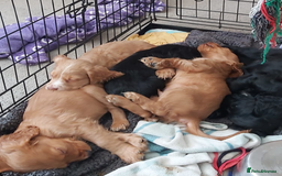 Cocker Spaniel dogs for sale: Cocker Spaniel Puppies for Sale - Image 5