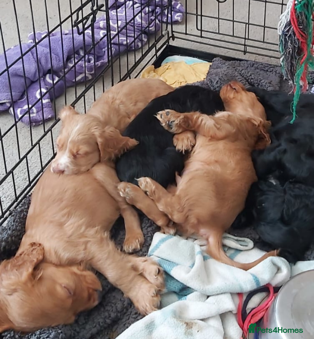 Cocker Spaniel dogs for sale: Cocker Spaniel Puppies for Sale - Image 5