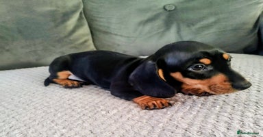 Dachshund dogs - Advert 10