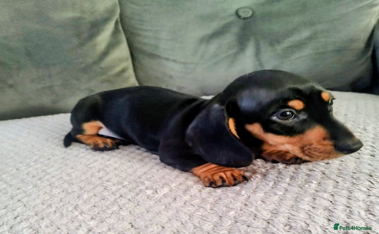Dachshund dogs - Advert 1