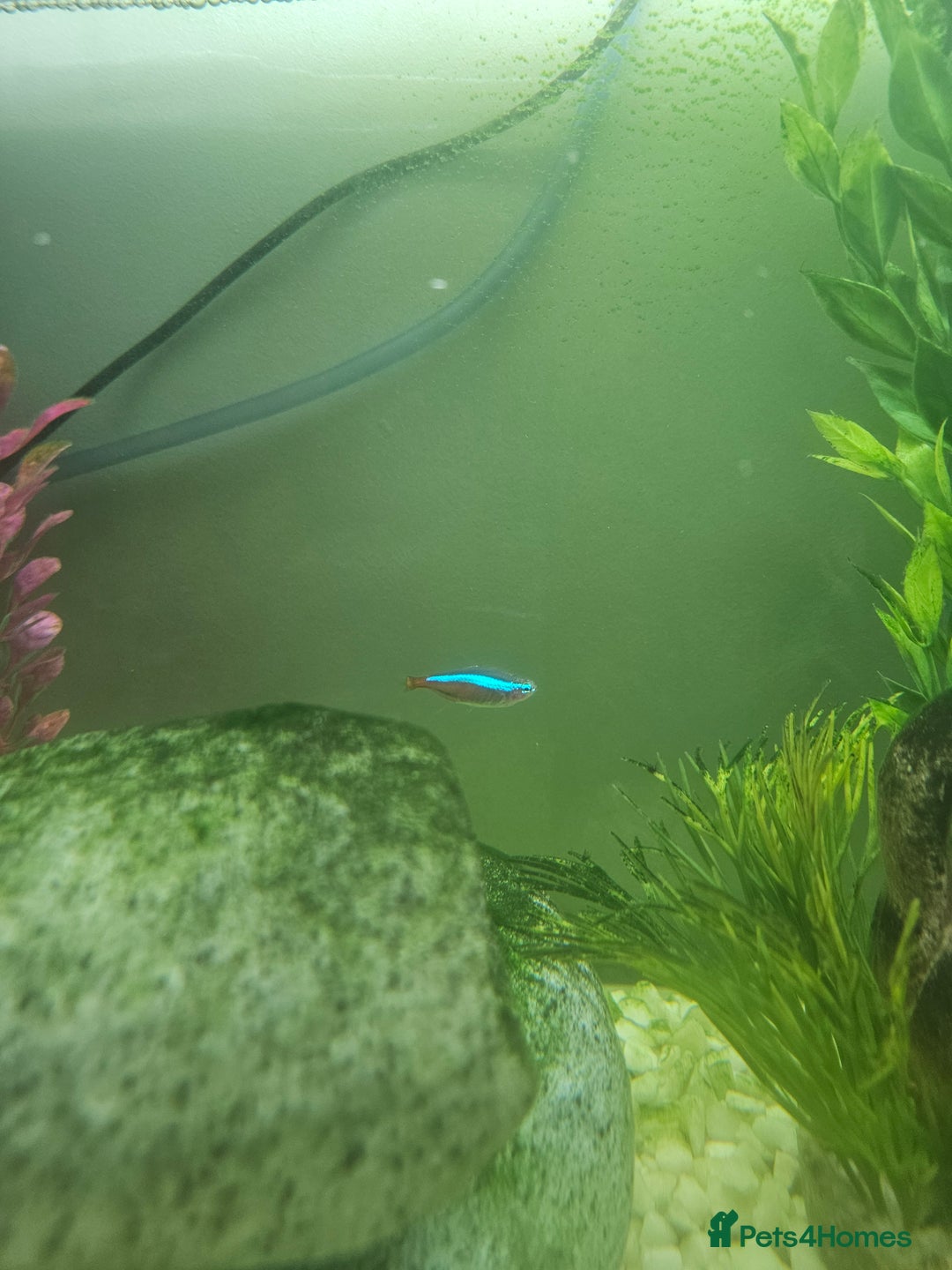 Other/Mixed Breed fish for sale: Fish, Frogs and Tank for sale  - Advert 11