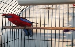 Parakeets birds for sale: Beautiful male parakeet  - Advert 2