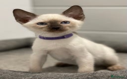 Siamese cats for sale: GCCF Registered Traditional Siamese Kittens  - Image 6