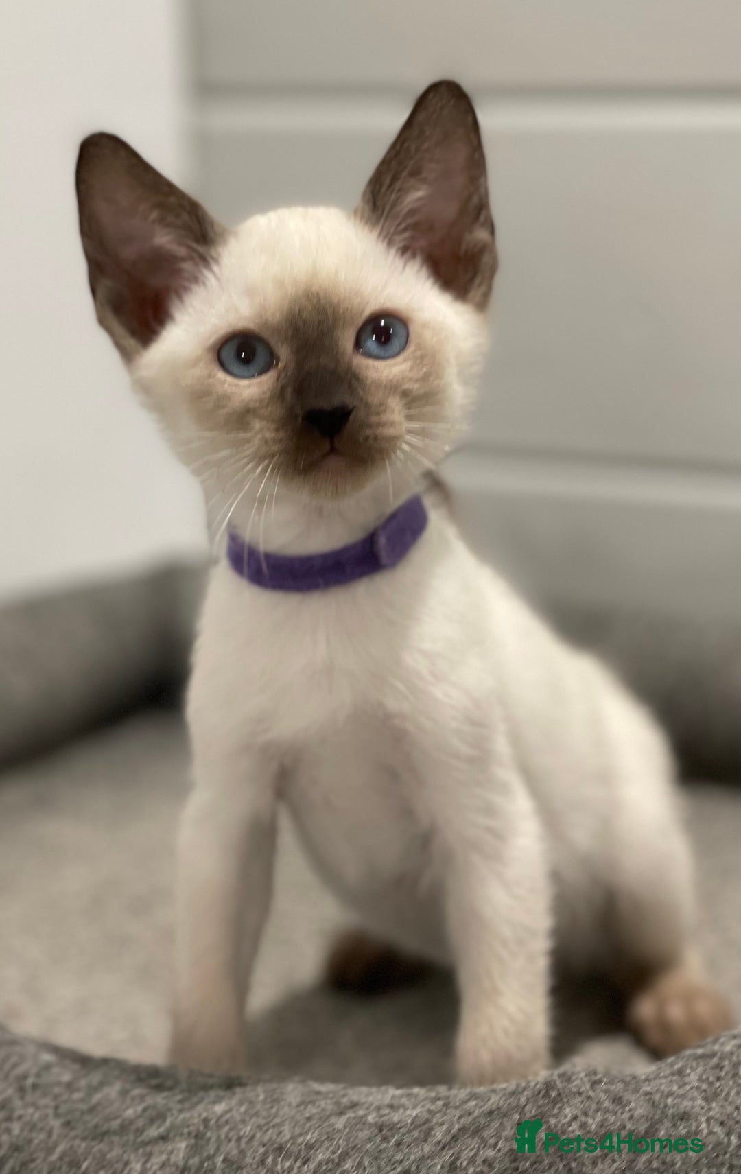 Siamese cats for sale: GCCF Registered Traditional Siamese Kittens  - Image 6