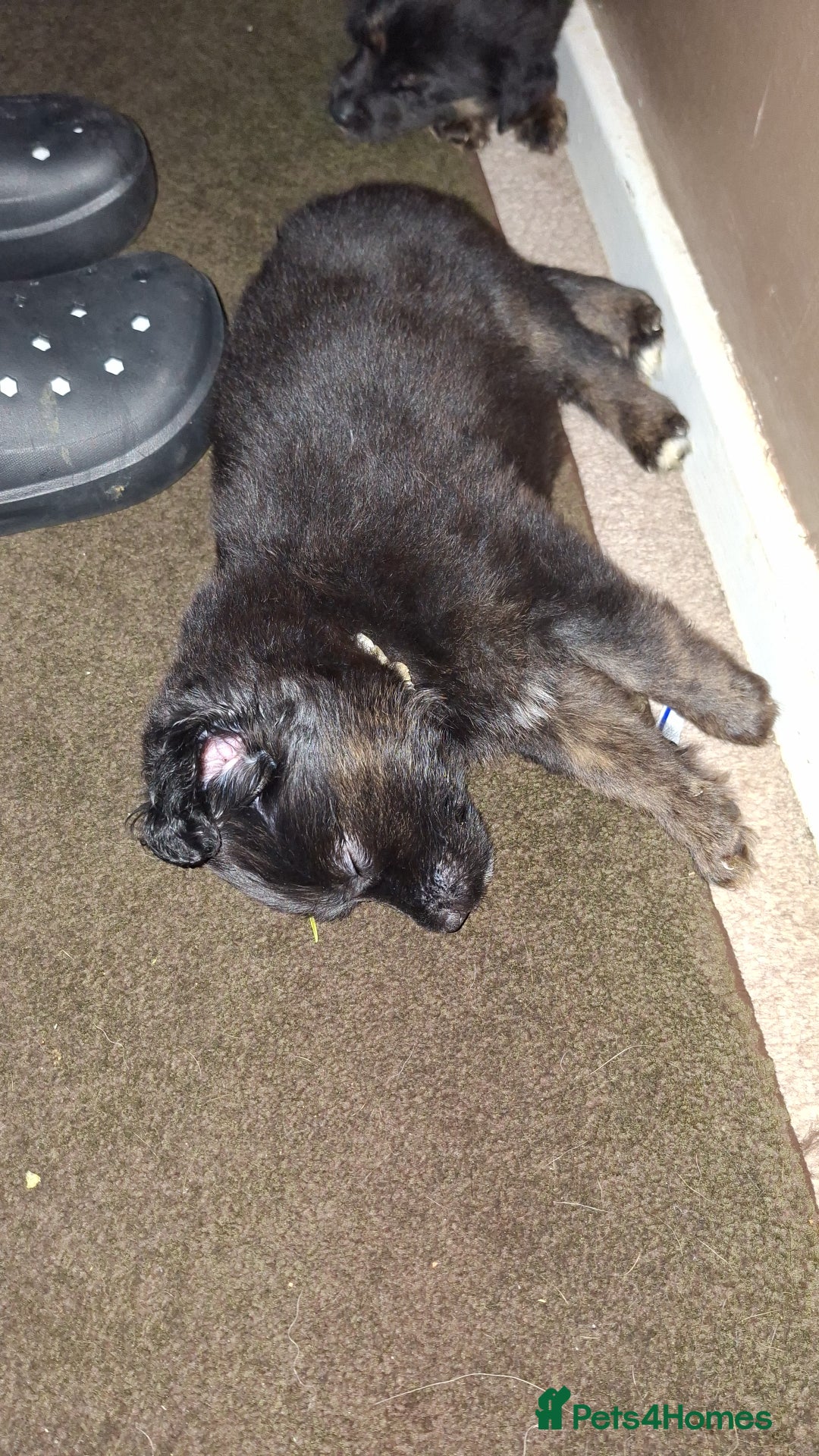 Mixed Breed dogs for sale: Puppies - Advert 10