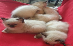 Ragdoll cats for sale: 4 beautiful ragdoll kittens for sale - Oxford - Image 12